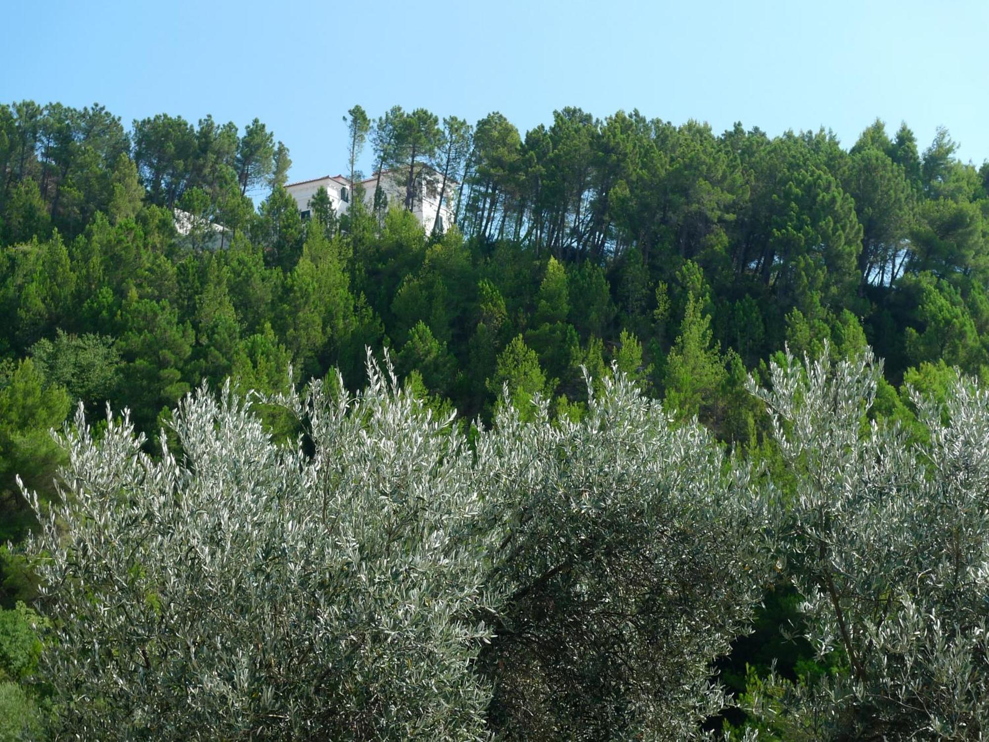 Apartments Maslina Ilha Ilha Sveti Stefan Exterior foto